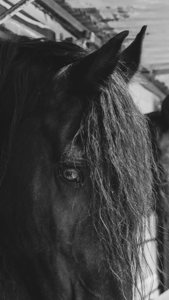 Dramatic black and white portrait of a horse highlighting its eye and mane.